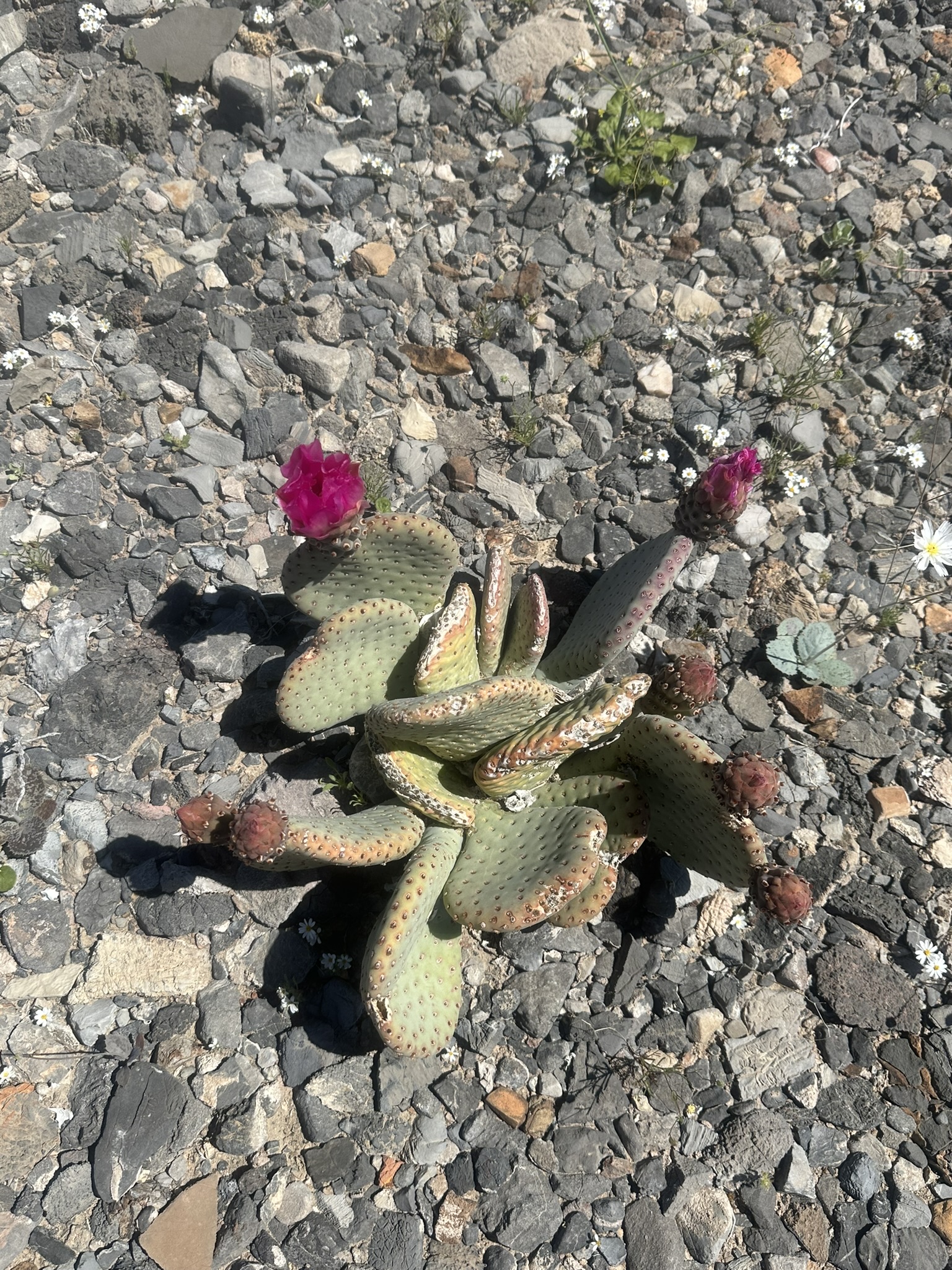 United States-National Parks-Other - Image 1038